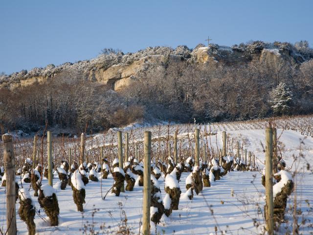 Vignes de Nolay en Hiver