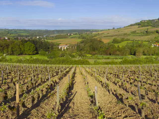 Vignes Nolay Printemps