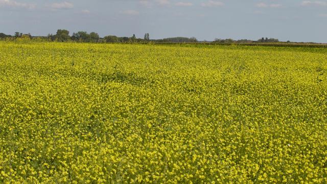 Champ de moutarde en fleur