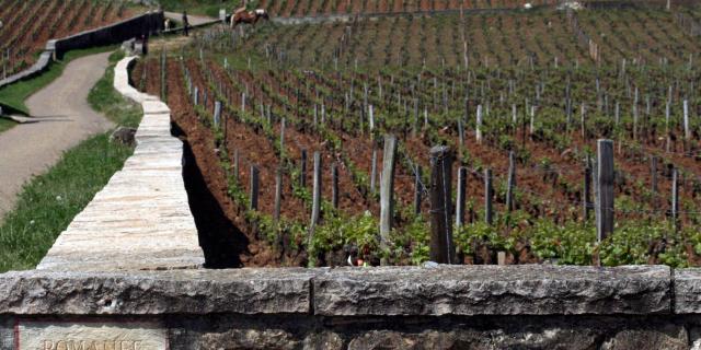 Paysage dans le vignoble de la Côte de Nuits : Romanée-Conti.