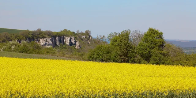 baubigny-mustard