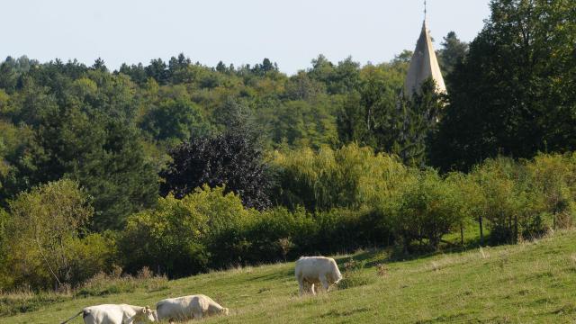 Baubigny Vache