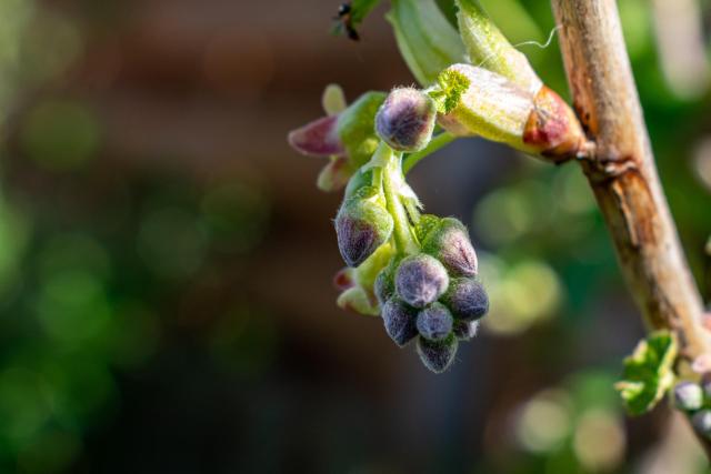 Bourgeons de cassis