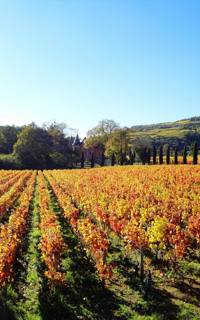 lacree-vignes-automne