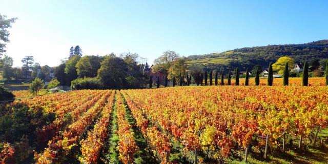 Lacree Vignes Automne