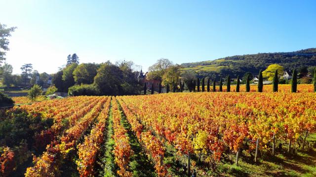 Lacree Vignes Automne