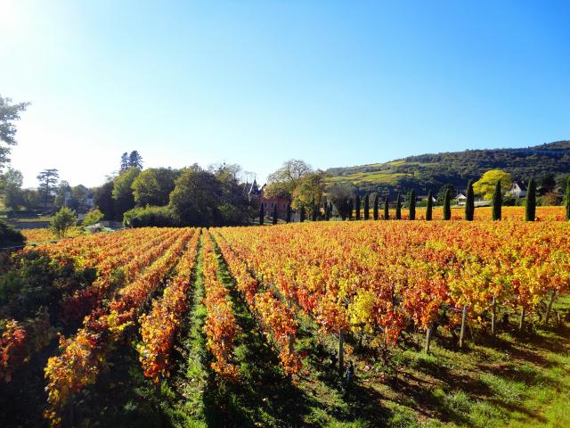 Lacree Vignes Automne