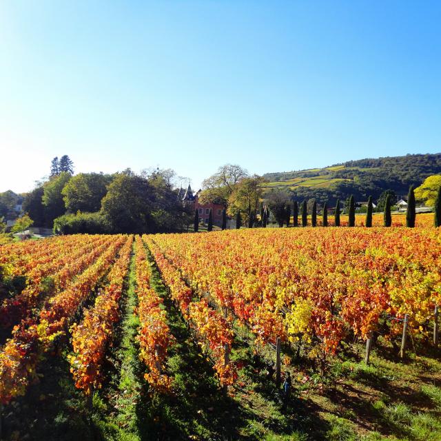 lacree-vignes-automne