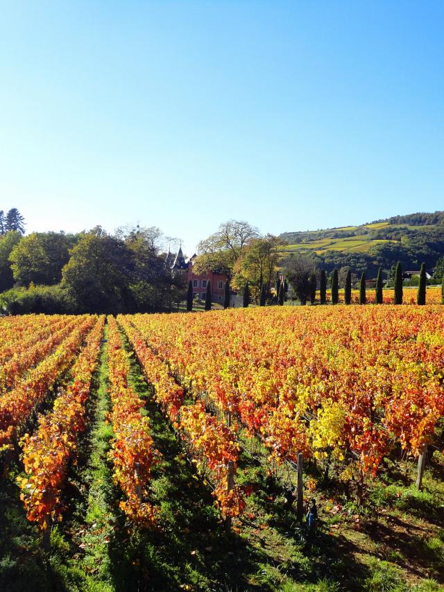 Lacree Vignes Automne