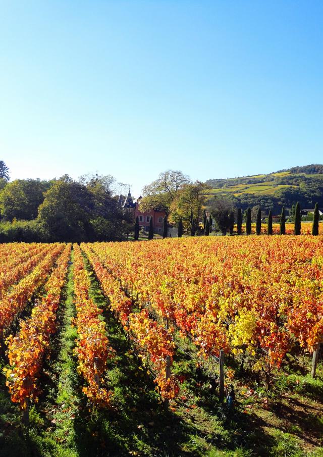 Lacree Vignes Automne