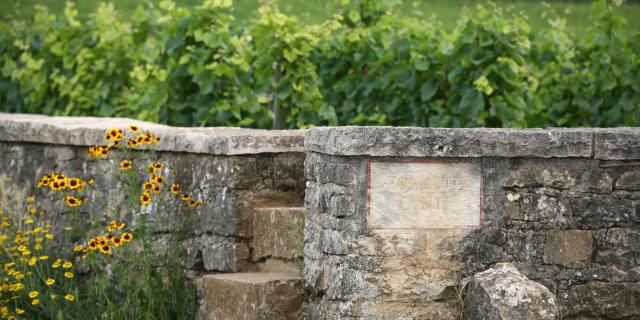 Paysage dans le vignoble de la Côte de Nuits : Romanée-Conti.