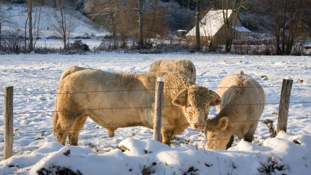 Nolay Vache