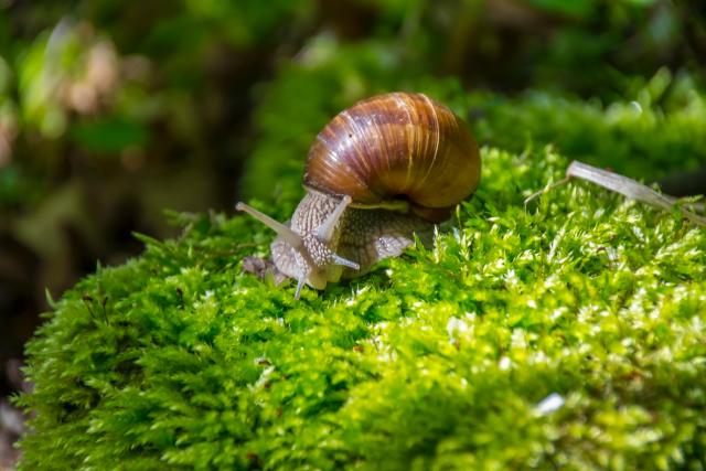 Escargot de Bourgogne