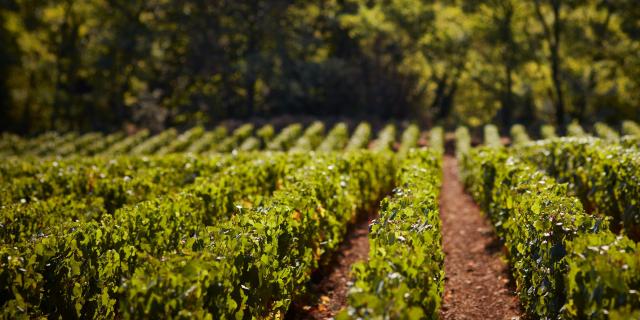 Prosper Maufoux Vignes