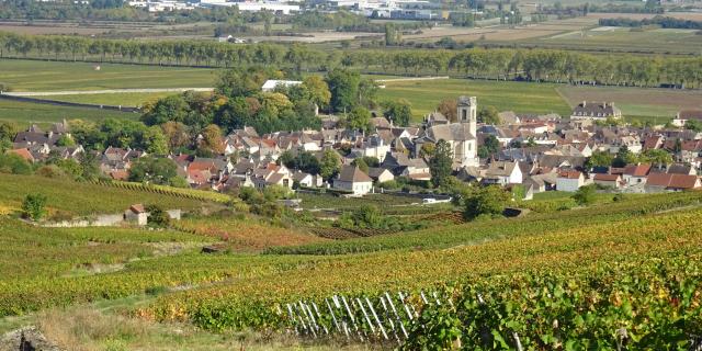 Vignes Pommard Automne 1