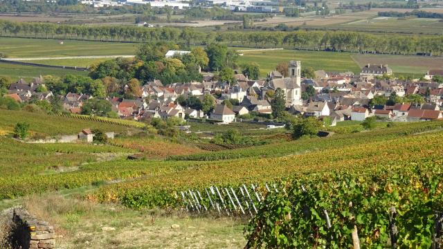 vines-pommard-autumn-1