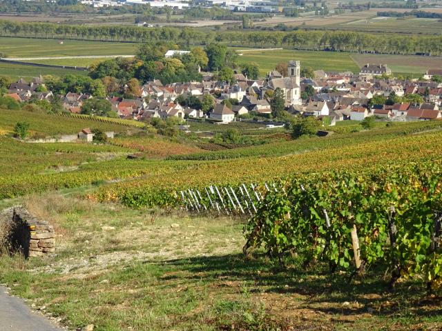 Vignes Pommard Automne 1