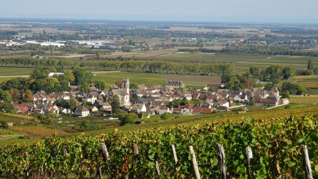 vines-pommard-autumn-2