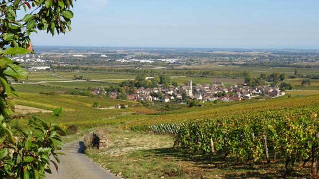 vines-pommard-autumn-3