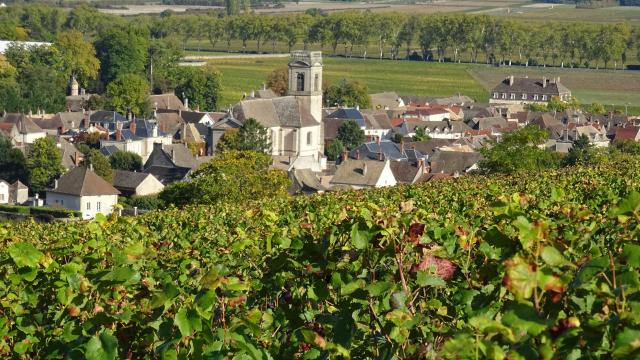 Vignes Pommard Automne 4