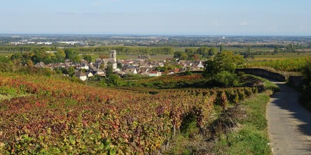 vines-pommard-autumn-5