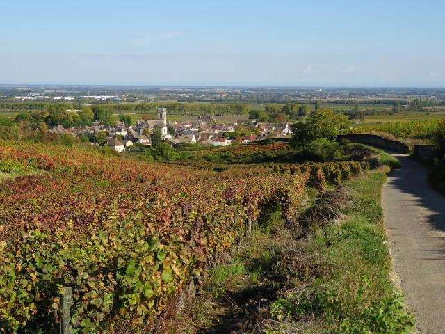 wijnstokken-pommerd-herfst-5