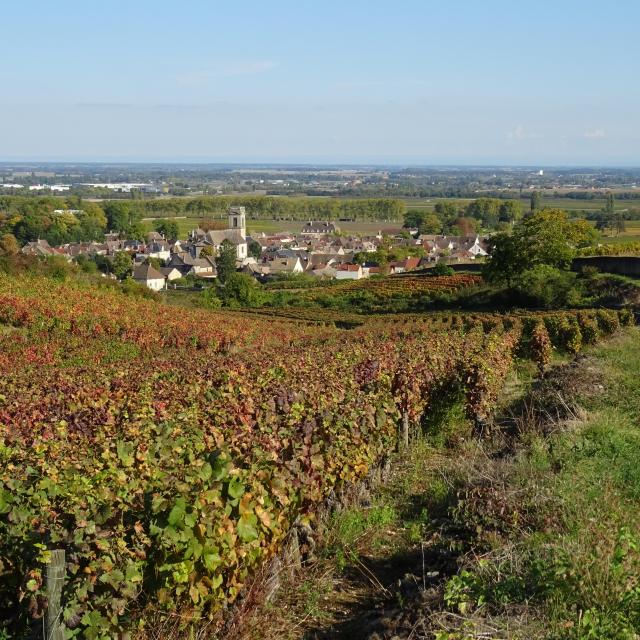 Vignes Pommard Automne 5