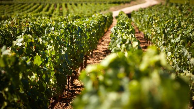 vines-prosper-maufoux-2