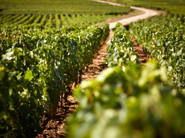 Vignes Prosper Maufoux