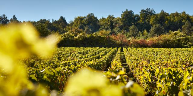 Vignes Prosper Maufoux