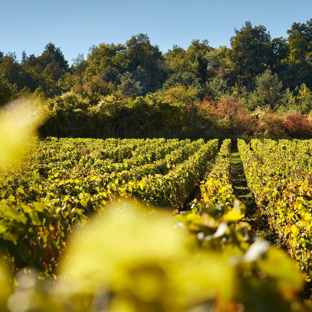 vignes-prosper-maufoux