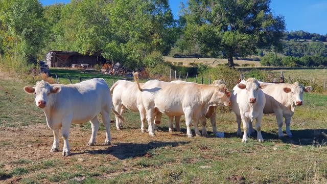 Vaca Nantoux-charolais