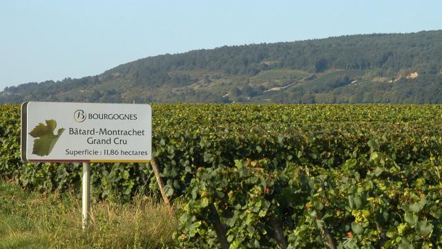 batard-montrachet-panel