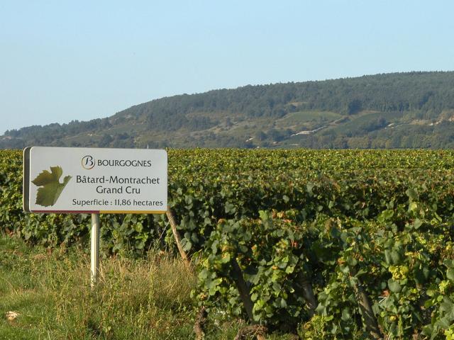 batard-montrachet-panel