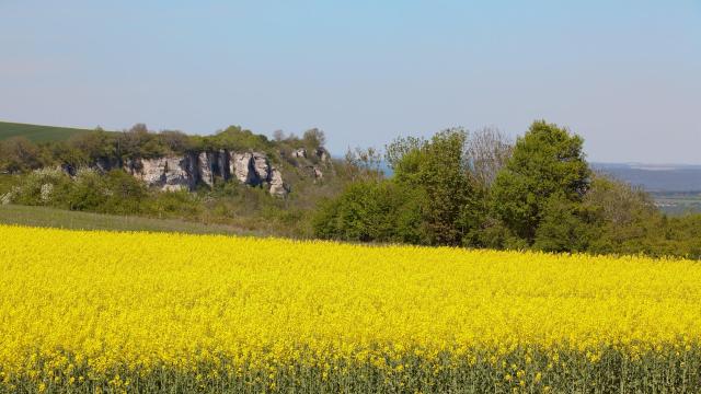 Baubigny Colza