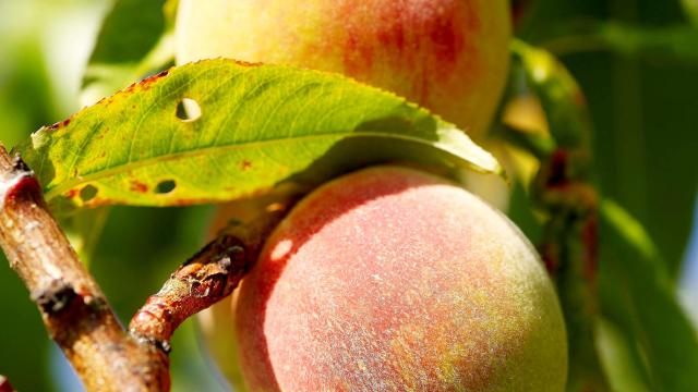 Baubigny Fruits 2