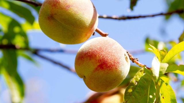 Baubigny Fruits