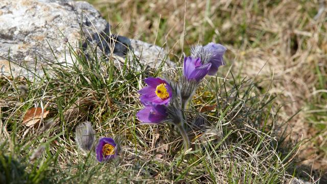 bouilland-fleur