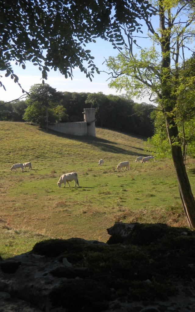 Bouze Les Beaune Vache