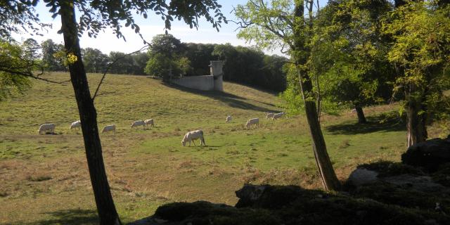 bouze-les-beaune-vache