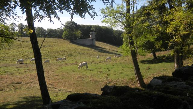 bouze-les-beaune-vache