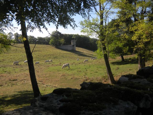 Bouze Les Beaune Vache