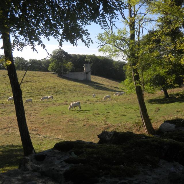 bouze-les-beaune-vache