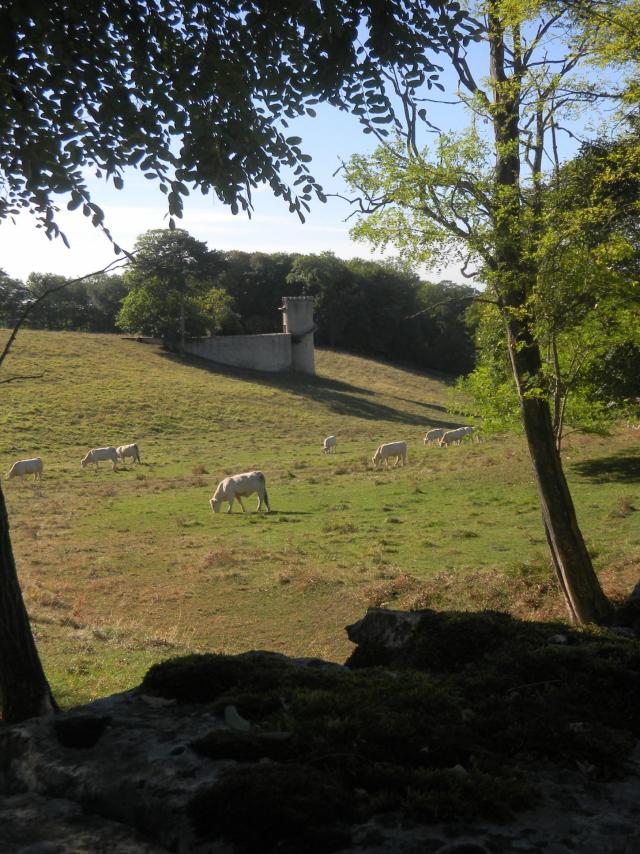 bouze-les-beaune-vache