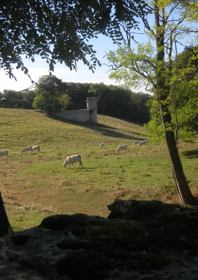 bouze-les-beaune-vache