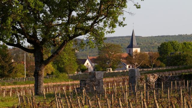 chassagne-montrachet-eglise