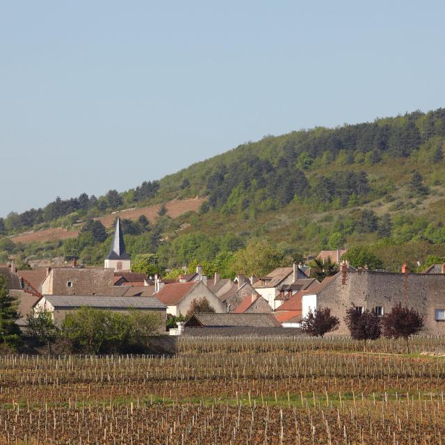 Chassagne Montrachet Village