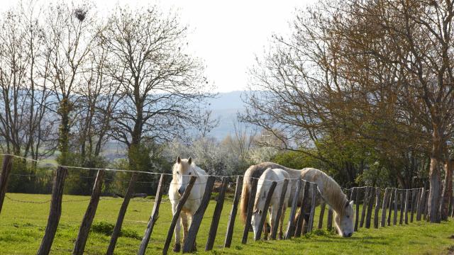 Cheval Ebaty