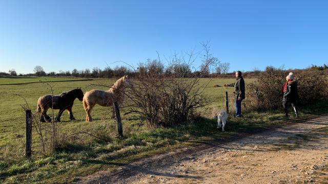 Chevaux Rando Nantoux