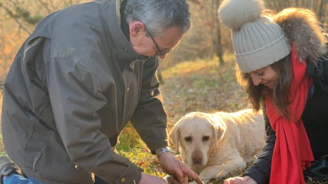 Chien Truffe Nantoux